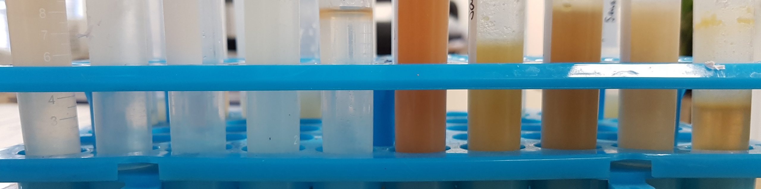 Image of samples after aqueous extraction from the alt-meat products
