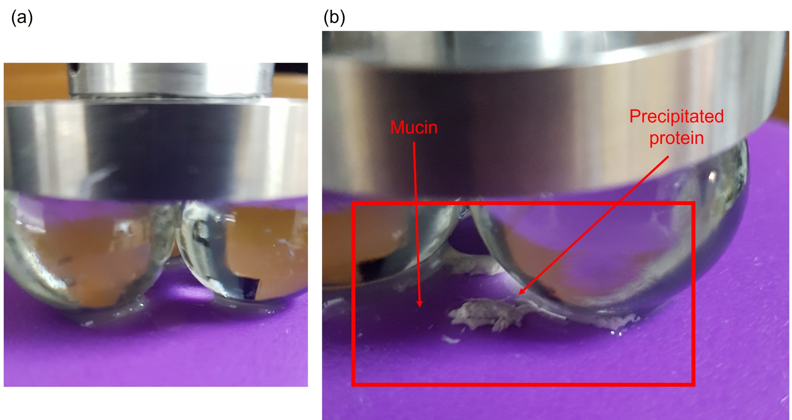 Comparing Astringency of Protein-Containing Drinks - Rheology Lab