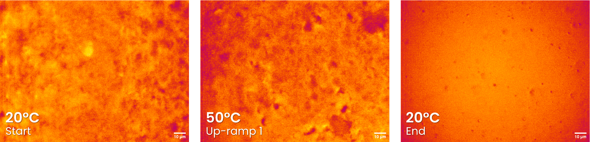 rheo-micro imaging for dairy cheddar under acridine orange staining